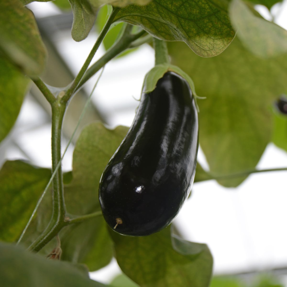 Lilek Falcon F1 - Solanum melongena - osivo lilku - 8 ks