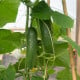 BIO Okurka salátová Sonja - Cucumis sativus - bio osivo okurky - 5 ks