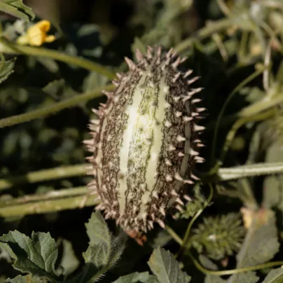 Okurka okrasná africká - Cucumis africanus - osivo okurky -  6 ks