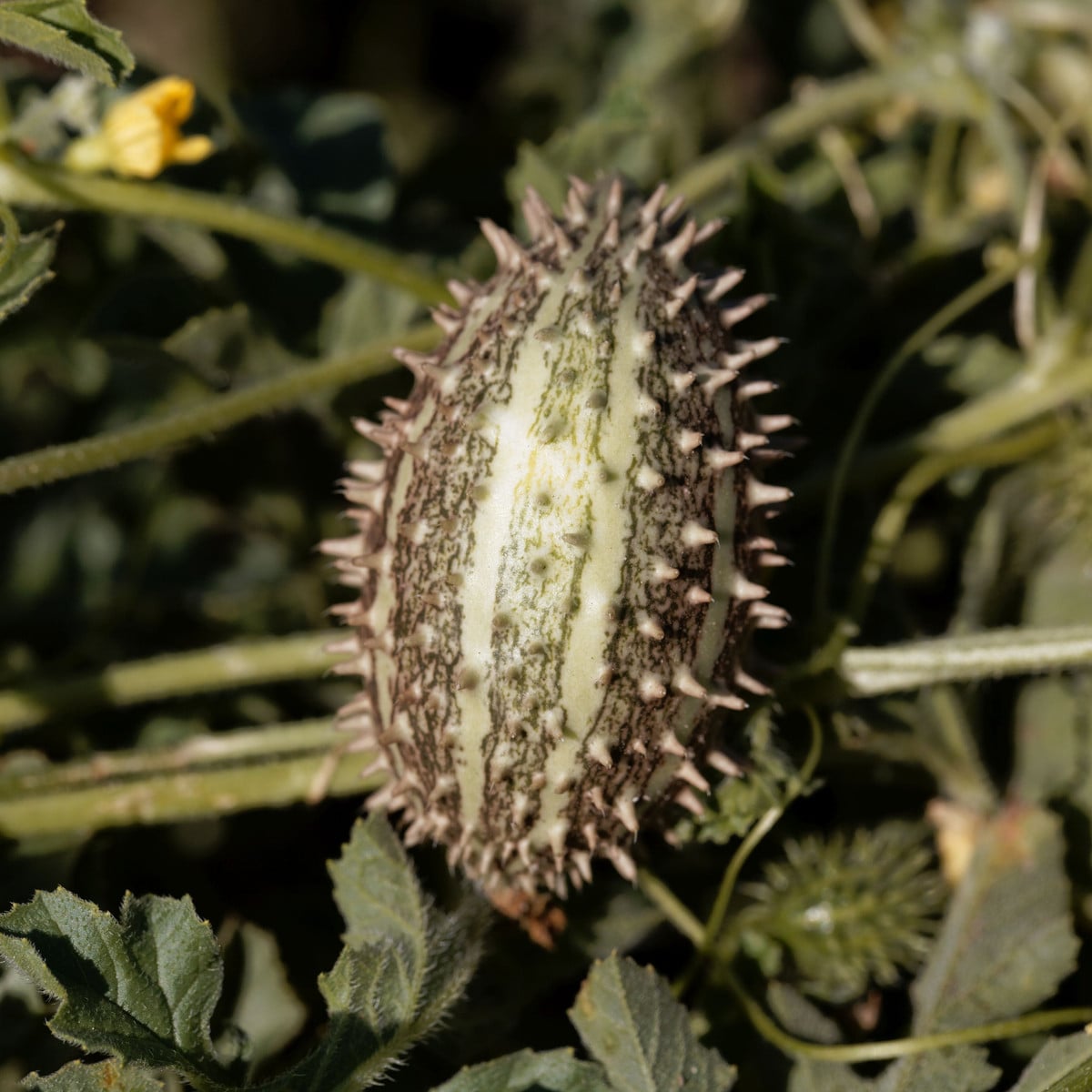 Okurka okrasná africká - Cucumis africanus - osivo okurky -  6 ks