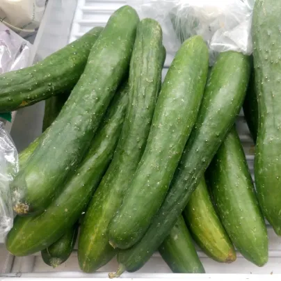 BIO Okurka salátová Kalunga F1 - Cucumis sativus - bio osivo okurky - 4 ks