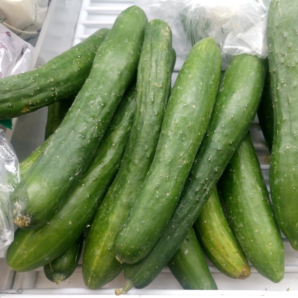 BIO Okurka salátová Kalunga F1 - Cucumis sativus - bio osivo okurky - 4 ks