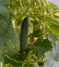Okurka nakládačka Diamant F1 - Cucumis sativus - osivo okurky - 8 ks
