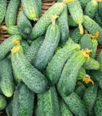 Okurka nakládačka Excelsior F1 - Cucumis sativus - osivo okurky - 7 ks