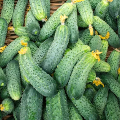 Okurka nakládačka Excelsior F1 - Cucumis sativus - osivo okurky - 7 ks