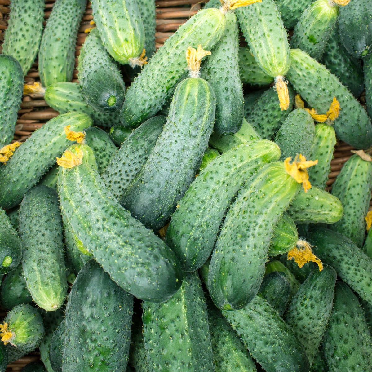 Okurka nakládačka Excelsior F1 - Cucumis sativus - osivo okurky - 7 ks