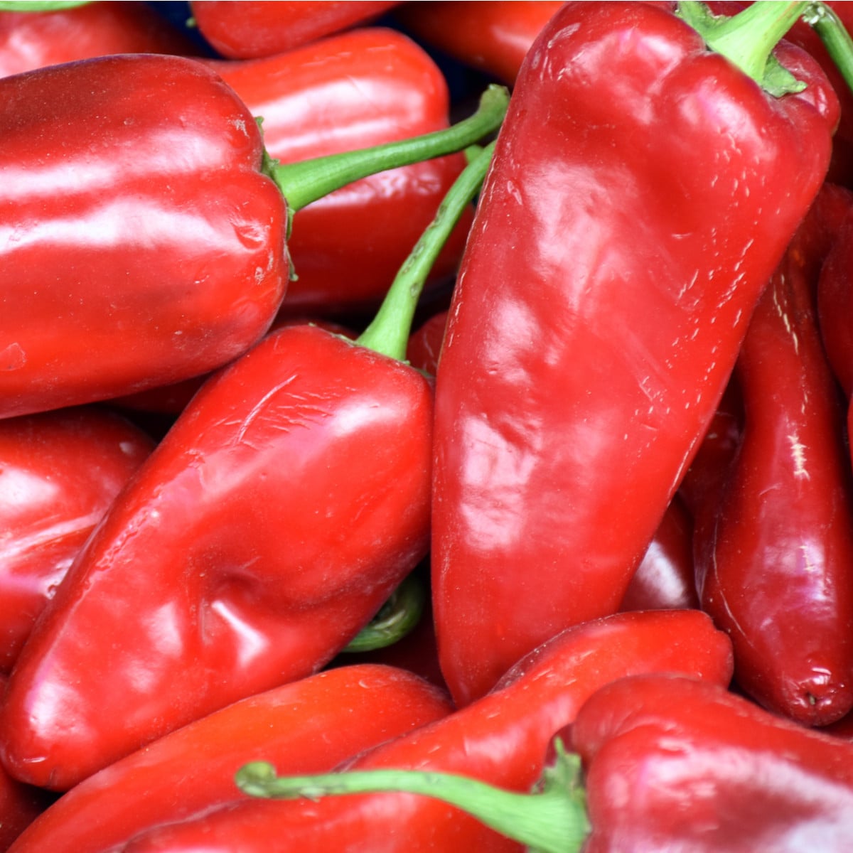 BIO Paprika Atris F1 - Capsicum Annuum L. - bio osivo papriky - 5 ks