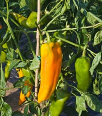 BIO Paprika Palladio F1 - Capsicum annuum - bio osivo papriky - 5 ks
