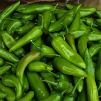 Chilli Velký Jim - Capsicum annuum - osivo chilli - 7 ks
