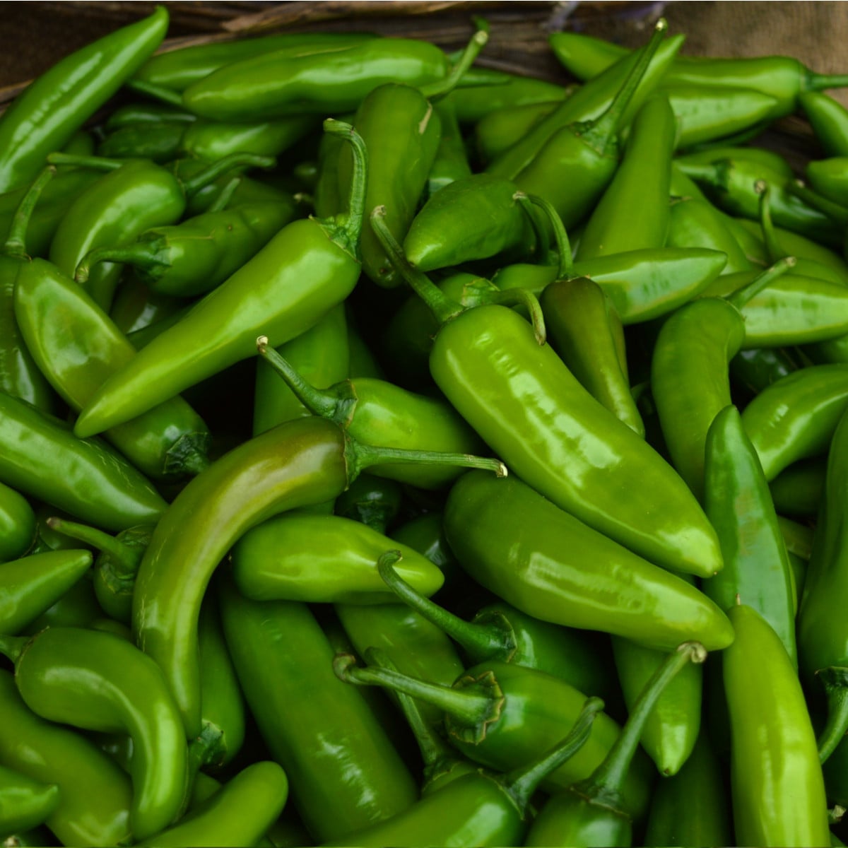 Chilli Velký Jim - Capsicum annuum - osivo chilli - 7 ks