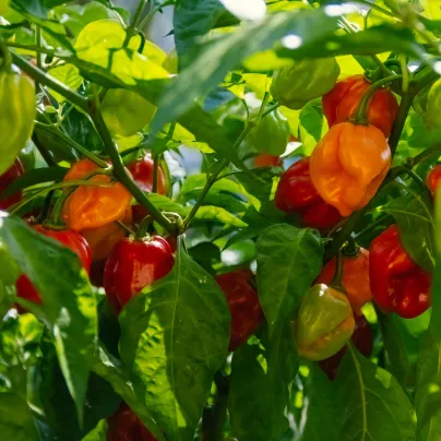 Chilli Habanero červené - Capsicum chinense - osivo chilli - 6 ks