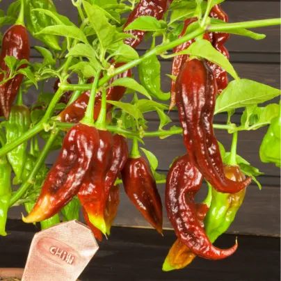 Chilli Bhut Jolokia čokoládové - Capsicum chinense - osivo chilli - 5 ks