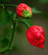 Chilli Trinidad Scorpion Moruga červené - Capsicum sinense - osivo chilli - 5 ks