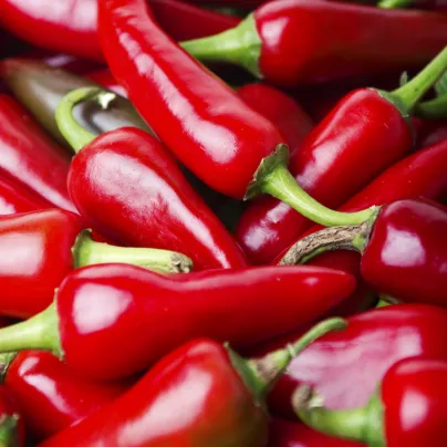 Chilli Krishna jolokia - Capsicum annuum - osivo chilli - 7 ks