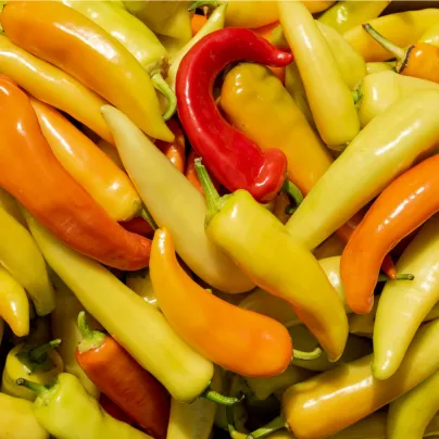 Chilli Aji Crystal - Capsicum baccatum - osivo chilli - 7 ks