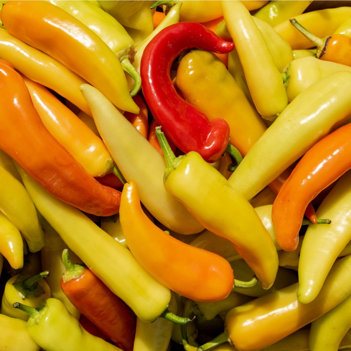 Chilli Aji Crystal - Capsicum baccatum - osivo chilli - 7 ks
