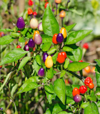 Chilli Bolívijská duha - Capsicum annuum - osivo chilli - 6 ks