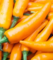 Chilli Kajenský pepř zlatý - Capsicum annuum - osivo chilli - 6 ks