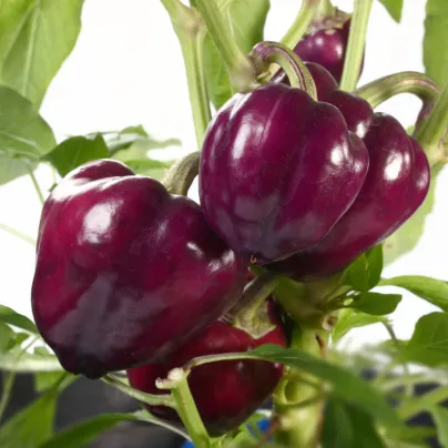 Paprika Mavras F1 - Capsicum Annuum - osivo papriky - 8 ks