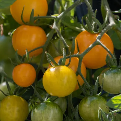 Převislé rajče Tom Yellow - Solanum lycopersicum - osivo rajčat - 8 ks