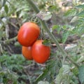 Rajče Roma - Solanum lycopersicum - osivo rajčat - 35 ks