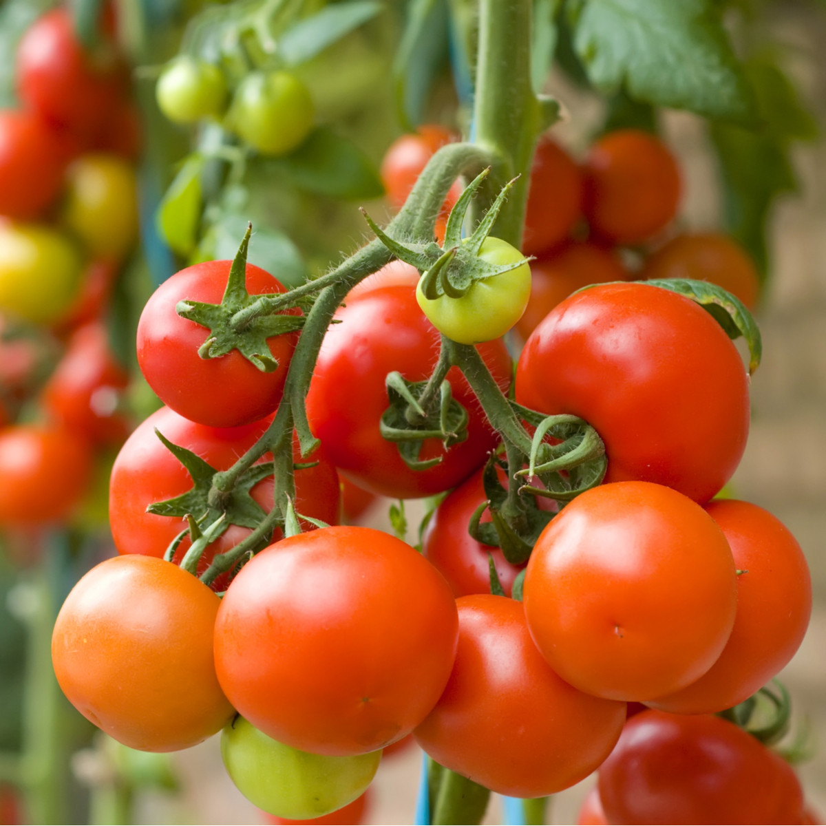 Rajče Tiny Tim - Solanum lycopersicum - osivo rajčat - 7 ks