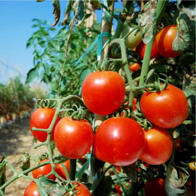 BIO Rajče Serrat F1 - Solanum lycopersicum - bio osivo rajčat - 5 ks