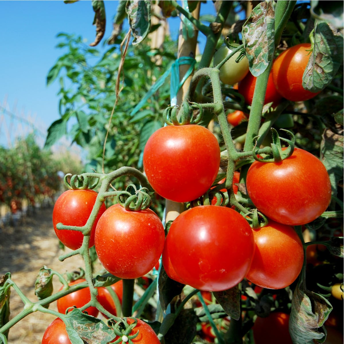 BIO Rajče Serrat F1 - Solanum lycopersicum - bio osivo rajčat - 5 ks
