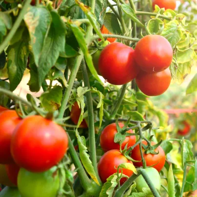 Rajče Tamina - Solanum lycopersicum - osivo rajčat - 20 ks