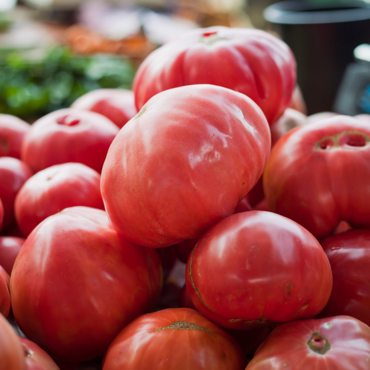 Rajče Oxheart Pink - Solanum lycopersicum - osivo rajčat - 5 ks