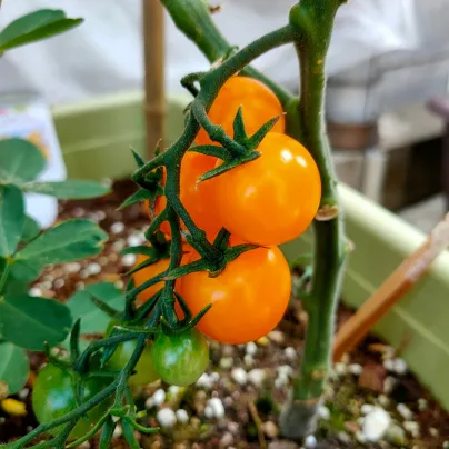 Rajče Sungold F1 - Solanum lycopersicum - osivo rajčat - 6 ks