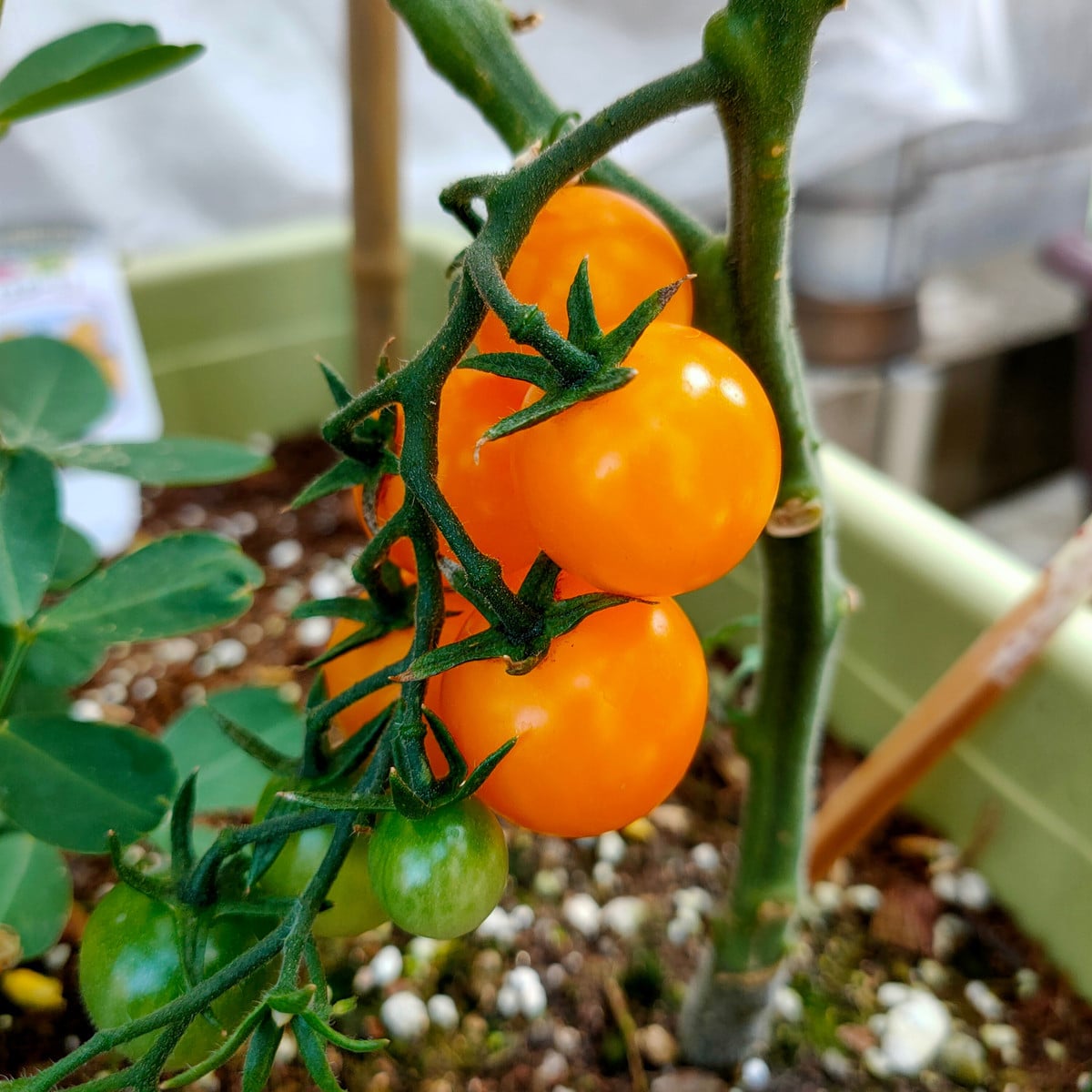 Rajče Sungold F1 - Solanum lycopersicum - osivo rajčat - 6 ks
