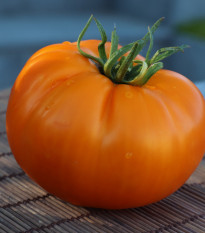 Rajče Wellington F1 - Solanum lycopersicum - osivo rajčat - 7 ks