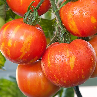 Rajče Červená zebra - Solanum lycopersicum - osivo rajčat - 6 ks