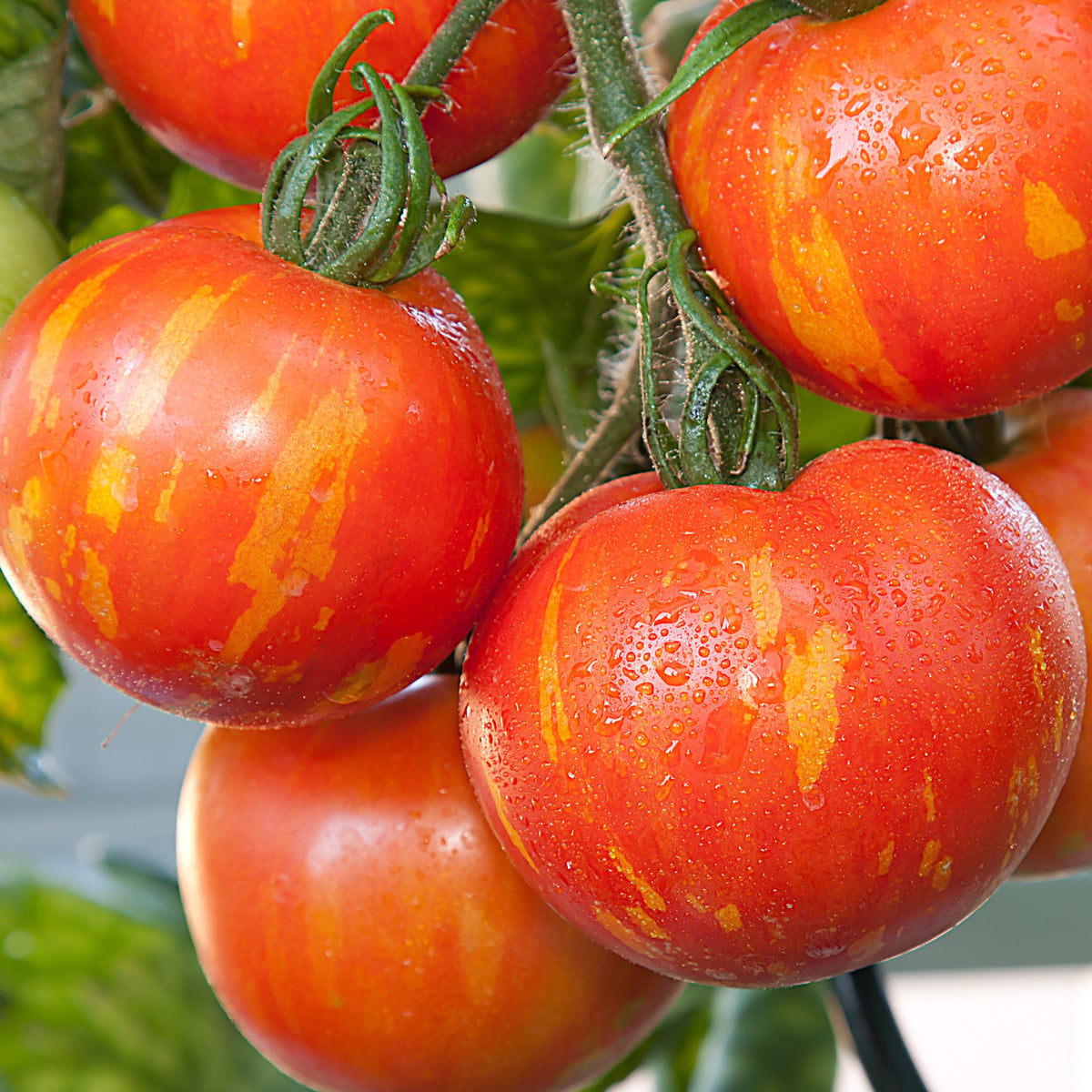 Rajče Červená zebra - Solanum lycopersicum - osivo rajčat - 6 ks