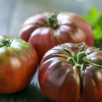 Rajče Brandywine černé - Solanum lycopersicum - osivo rajčat - 7 ks