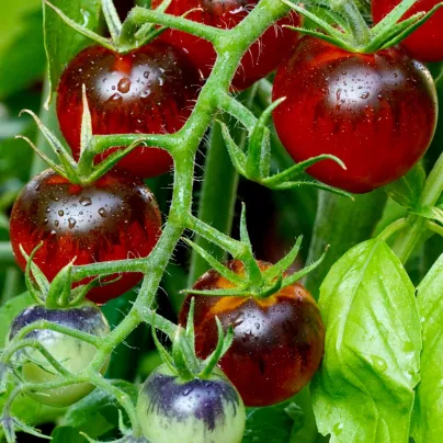 Rajče Indigo Rose - Solanum lycopersicum - osivo rajčat - 7 ks