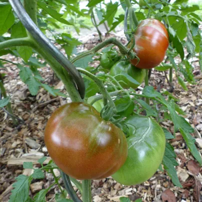 Rajče Black Russian - Solanum lycopersicum - osivo rajčat - 6 ks