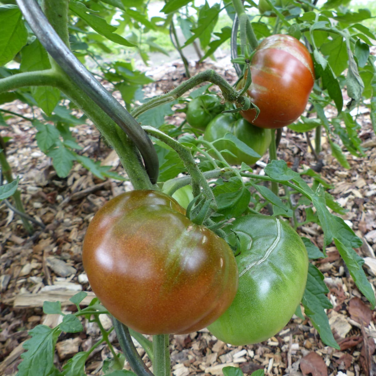 Rajče Black Russian - Solanum lycopersicum - osivo rajčat - 6 ks