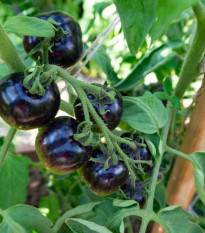 Rajče Blueberry - Solanum lycopersicum - osivo rajčat - 6 ks