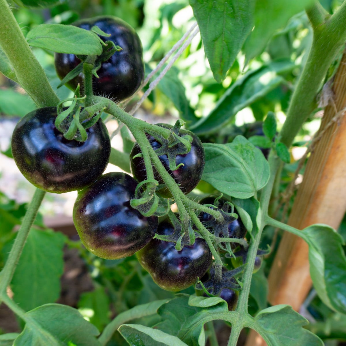 Rajče Blueberry - Solanum lycopersicum - osivo rajčat - 6 ks