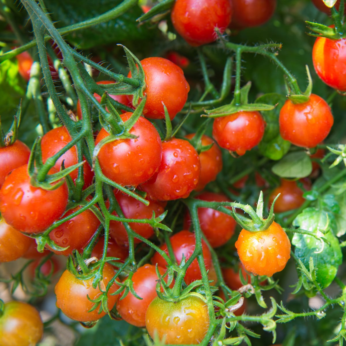 Rajče Sweetie - Solanum lycopersicum - osivo rajčat - 6 ks