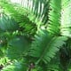 Keják celolistý - Cykas - Zamia floridana - osivo kejáku - 2 ks