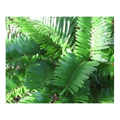 Keják celolistý - Cykas - Zamia floridana - osivo kejáku - 2 ks