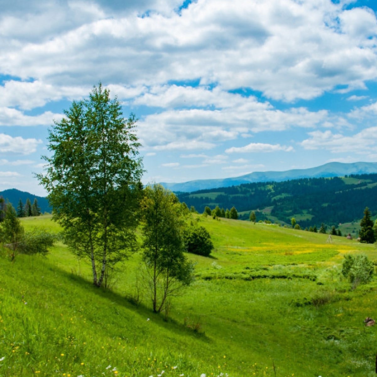 Louka na výsušnou půdu pícní a pastevní - osivo Planta Naturalis - směs lučních květin a trav - 10 g