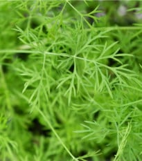 Kopr vonný Ella - Anethum graveolens - osivo kopru - 400 ks