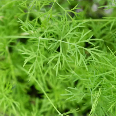 Kopr vonný Ella - Anethum graveolens - osivo kopru - 400 ks