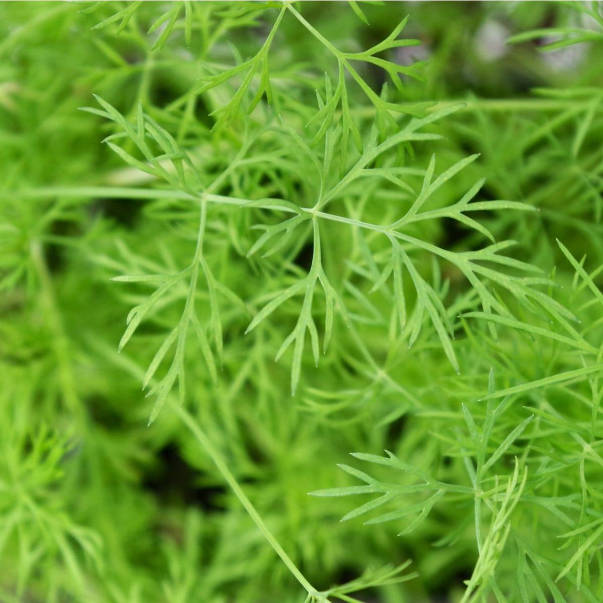 Kopr vonný Ella - Anethum graveolens - osivo kopru - 400 ks