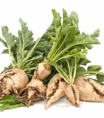 Řepa salátová Avalanche - Beta vulgaris - osivo řepy - 50 ks