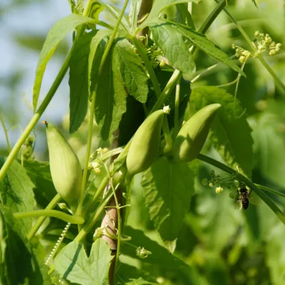 Ačokča - Cyclanthera pedata - prodej semen ačokči - 8 ks